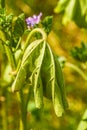 Wilting plant Royalty Free Stock Photo