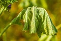 Wilting plant Royalty Free Stock Photo