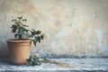 Wilting Plant on Weathered Backdrop Royalty Free Stock Photo
