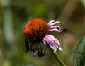 Wilting purple flower during a really hot dry day