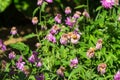 Wilting purple flowers, with green leaves background.