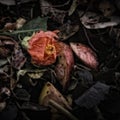 Wilting red Flower on a Compost Heap