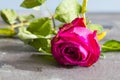 Wilting rose and leaves on slate background