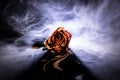 A wilting rose signifies lost love, divorce, or a bad relationship, dead rose on dark background with smoke Royalty Free Stock Photo