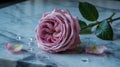 Wilting Rose on Wet Surface with Fallen Petals Royalty Free Stock Photo