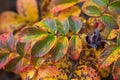 Wilting saturated rose leaves in autumn. macro Royalty Free Stock Photo