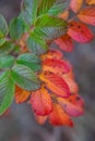 Wilting saturated rose leaves in autumn. macro Royalty Free Stock Photo
