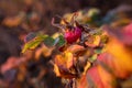 Wilting saturated rose leaves in autumn at sunset. macro Royalty Free Stock Photo