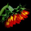 Wilting sunflower on black background Royalty Free Stock Photo