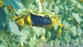 Wilting sunflowers dying