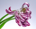 Wilting Tulip with green leaves and stem on light background, close-up. Royalty Free Stock Photo