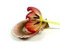 Wilting tulip Royalty Free Stock Photo