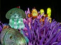 Wiltshire, UK - December 15 2018: The Festival of Light at Longleat depicting a story of 2 young travellers travelling through