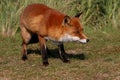 Wily Red Fox Royalty Free Stock Photo