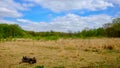 Wimbledon Common-Log