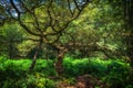 Wimbledon Common-The Magic Tree