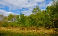 Wimbledon Common Wood