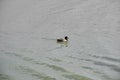 Wimming of ducks on the lake with huge mountain background. Royalty Free Stock Photo