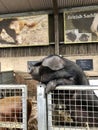 Wimpole, United Kingdom - January 2018: Pigs in Wimpole Estate, a UK National Trust