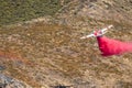 Winchester, CA USA - June 14, 2020: Cal Fire aircraft drops fire retardant on a dry hilltop wildfire near Winchester, California