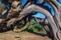 Wind bent juniper trees at El Sabinar at El Hierro island in Canary islands, Spain