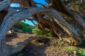 Wind bent juniper trees at El Sabinar at El Hierro island in Canary islands, Spain