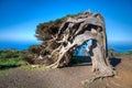 Wind bent juniper trees at El Sabinar at El Hierro island in Canary islands, Spain