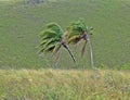 Wind bent palms Royalty Free Stock Photo