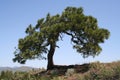 Wind bent tree Royalty Free Stock Photo