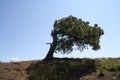 Wind bent tree Royalty Free Stock Photo