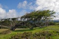 Wind-bent tree in Fireland (Tierra Del Fuego), Pat Royalty Free Stock Photo