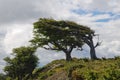 Wind-bent tree in Fireland (Tierra Del Fuego), Patagonia, Argent Royalty Free Stock Photo