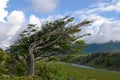 Wind-bent tree in Fireland (Tierra Del Fuego), Patagonia, Argent Royalty Free Stock Photo