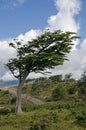 Wind-bent tree in Fireland (Tierra Del Fuego), Patagonia, Argent Royalty Free Stock Photo