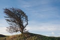 Wind bent tree on a green hill