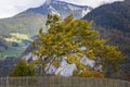 Wind bent tree at Saint Pierre d`Entremont. Chartreuse. Savoy. France. Royalty Free Stock Photo