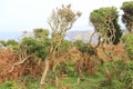 Wind Blasted Trees On The South West Coast Path, Cornwall, UK Royalty Free Stock Photo