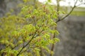 The wind blew violently and the maple branches shook.