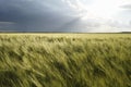 The wind blew wheat or barley field. Above it dark rain clouds and bright sun. Royalty Free Stock Photo