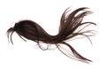 Wind blow Long straight Wig hair style fly fall. Brown woman wig hair float in mid air. Straight brown black wig hair wind blow Royalty Free Stock Photo