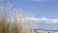 Wind blowing Ammophila arenaria, a species of grass