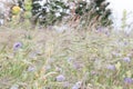 Wind Blowing in Green Field with Lilac and Purple Flowers