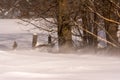 Wind blowing hard in winter Royalty Free Stock Photo