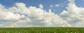 Wind blowing over wheat crop Royalty Free Stock Photo