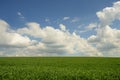 Wind blowing over wheat crop Royalty Free Stock Photo