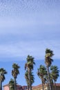 Wind blowing palm trees Royalty Free Stock Photo