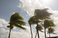 Wind blowing through palm trees Royalty Free Stock Photo