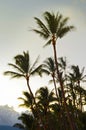 Wind blowing palm trees Royalty Free Stock Photo