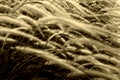 Wind blowing through reeds