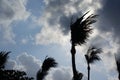 Wind blowing tree Royalty Free Stock Photo